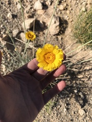 Baileya pleniradiata