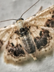 Idaea macrospila