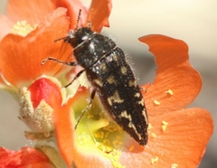 Acmaeodera cuneata