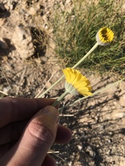 Baileya pleniradiata