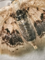 Idaea macrospila