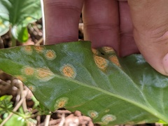 Puccinia sessilis