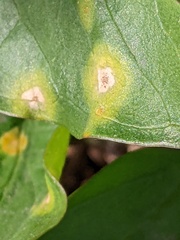 Puccinia sessilis