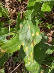 Puccinia sessilis