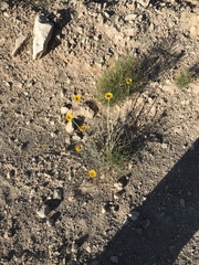 Baileya pleniradiata