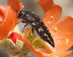 Acmaeodera cuneata