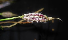 Masdevallia picturata