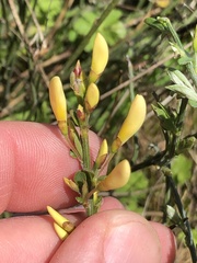Cytisus multiflorus