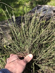 Cytisus multiflorus