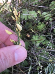 Cytisus multiflorus