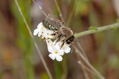 Andrena cryptanthae
