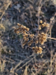 Achillea millefolium borealis