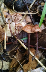 Mycetinis copelandii