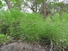 Equisetum pratense