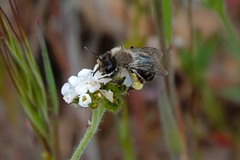 Andrena cryptanthae