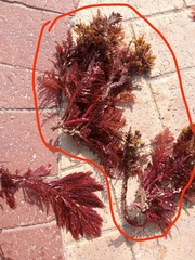 Callophycus dorsifer