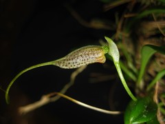 Masdevallia picturata