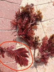 Callophycus harveyanus