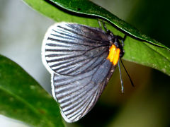 Hades noctula