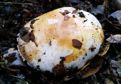 Agaricus cruciquercorum