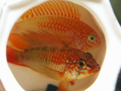 Viejita Apisto photo 2