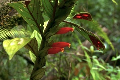 Columnea dimidiata