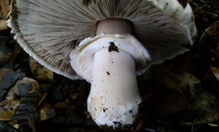 Agaricus cruciquercorum
