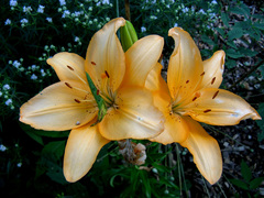 Angiospermae
