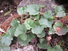 Heuchera parvifolia