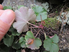 Heuchera parvifolia
