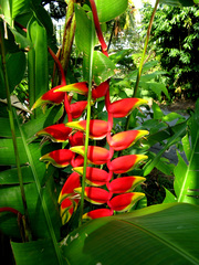 Heliconia pendula