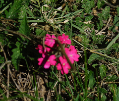 Glandularia peruviana