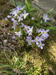 Houstonia serpyllifolia