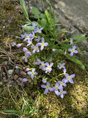 Houstonia serpyllifolia
