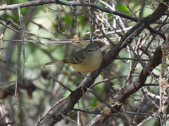 Vireo bellii