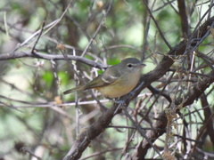 Vireo bellii