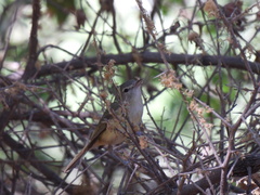 Vireo bellii