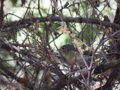 Vireo bellii