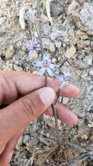 Delphinium parishii parishii