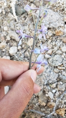 Delphinium parishii parishii