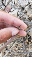 Delphinium parishii parishii