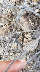 Delphinium parishii parishii