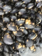 Mytilus californianus