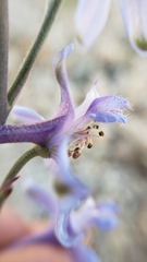 Delphinium parishii parishii