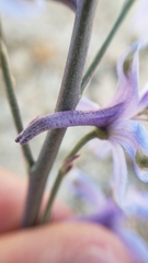 Delphinium parishii parishii