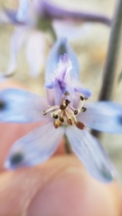 Delphinium parishii parishii