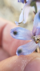 Delphinium parishii parishii