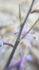 Delphinium parishii parishii