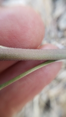 Delphinium parishii parishii