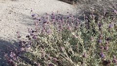 Salvia dorrii var. pilosa